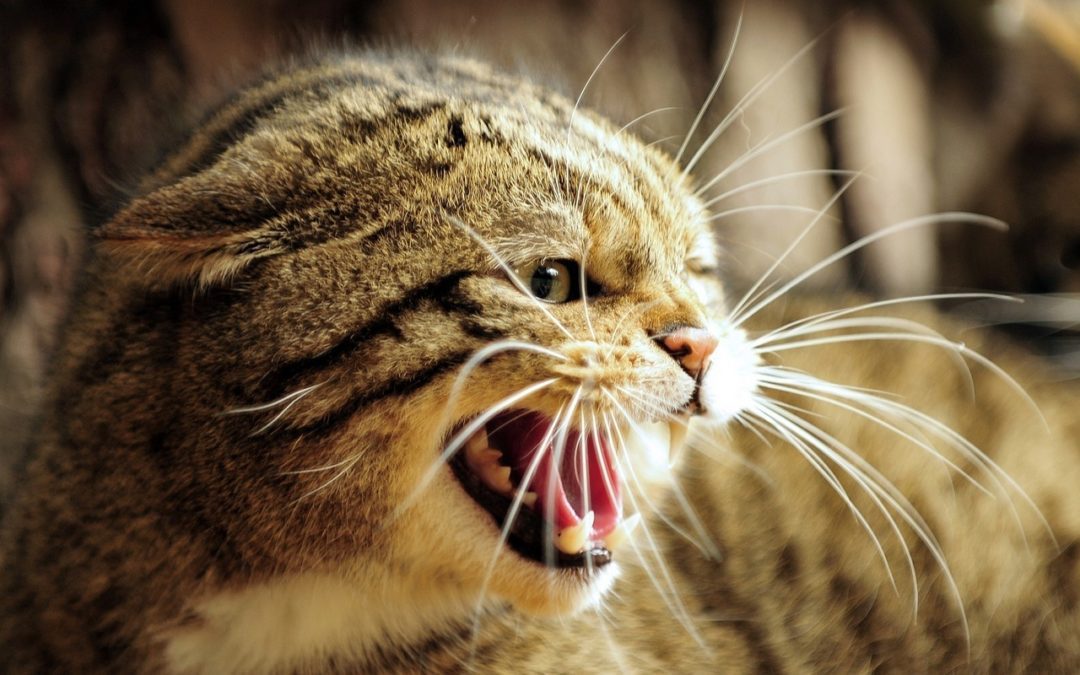 Managing Aggression in Cats