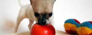dog smelling apple