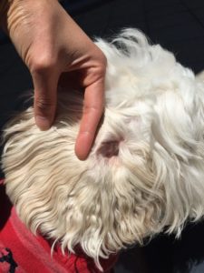 labradoodle ear hair