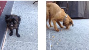 dogs eating treats