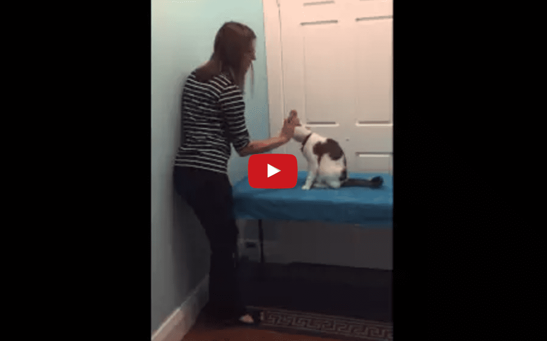 Teach Your Cat How to Sit and High-5 [VIDEO]