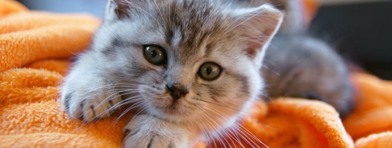 How to Keep Your Indoor Cats Happy – the Purrfect Five Tips