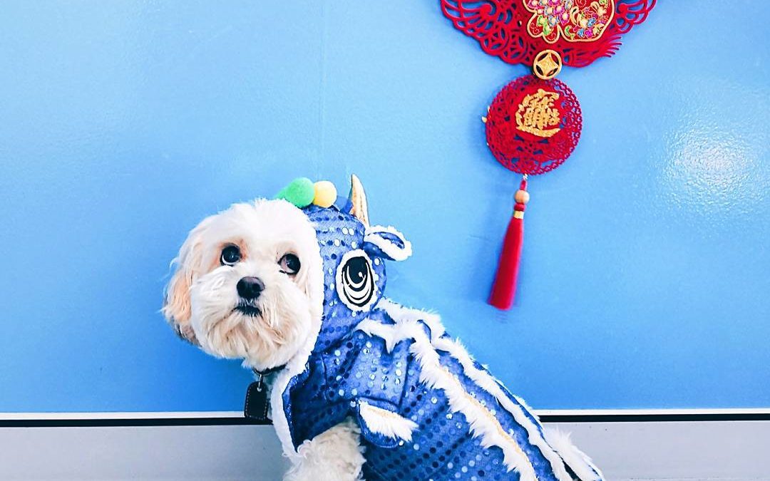 It’s The Year of The Dog!