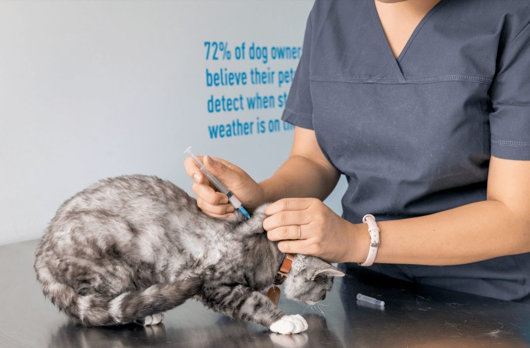 Cat Vaccination My Vet Animal Hospital