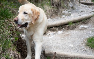 Top Tips For Hiking With Your Dog