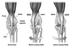 Dog joint infographic