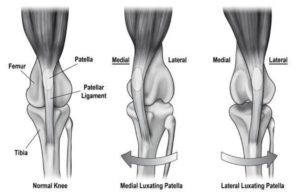 Dog joint infographic