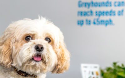 Homemade Chicken Stock for Your Furbaby