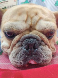 French bulldog