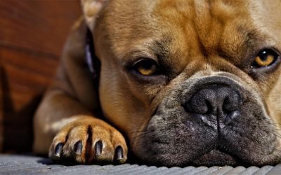 Brachycephalic Obstructive Airway Syndrome – What you need to know