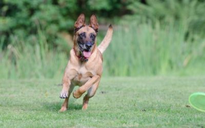 Cruciate Ligament Tear (CCL Rupture)