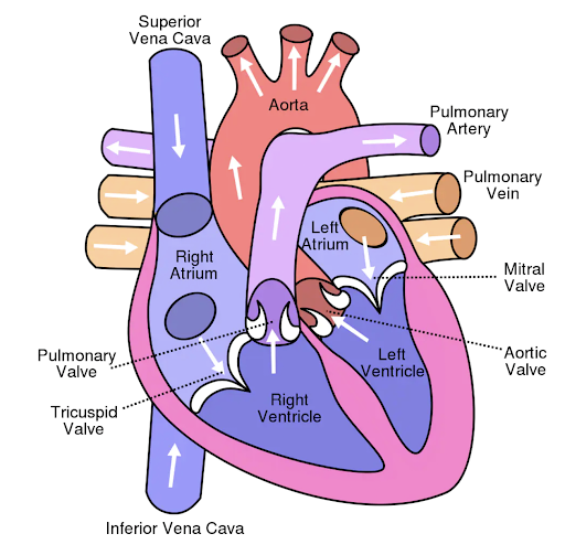 what if my dog has an irregular heartbeat