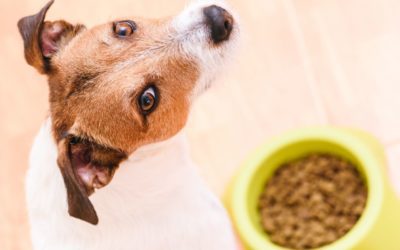 Why You Shouldn’t Feed Chicken and Rice to Your Pets!