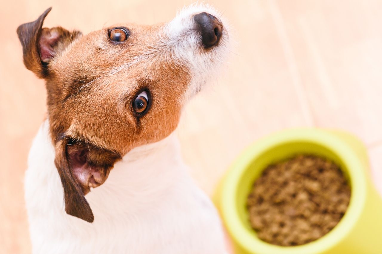 Why You Shouldn't Feed Chicken and Rice to Your Pets!