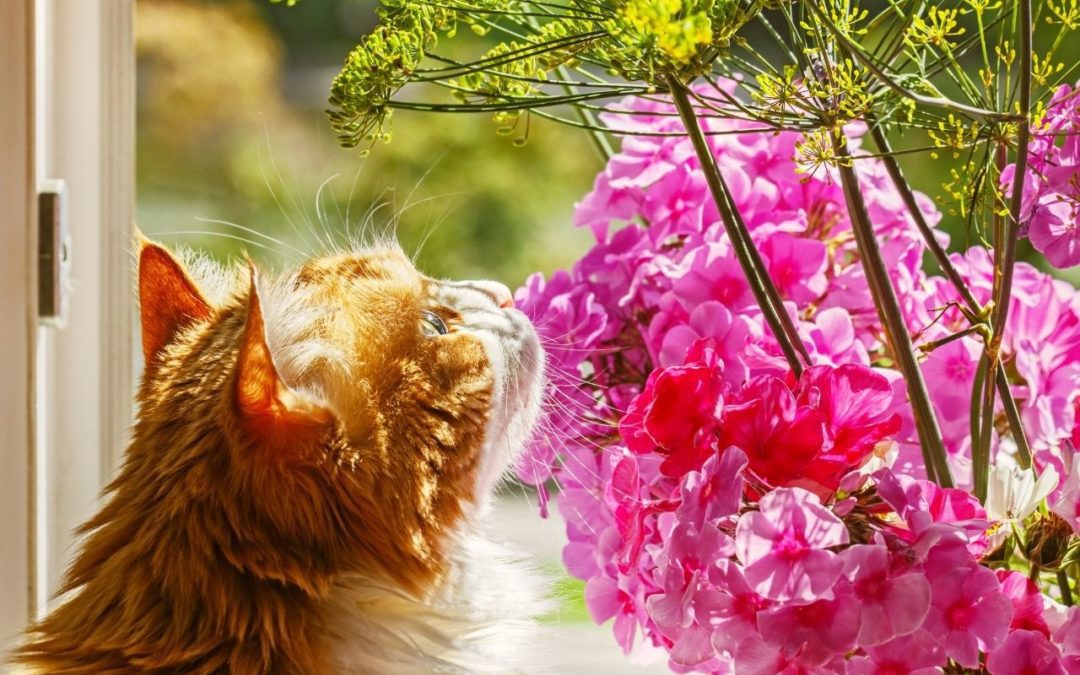 Why Do Cats Eat Plants Should I Worry