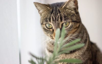 Top 5 Pet Friendly Plants to brighten your home