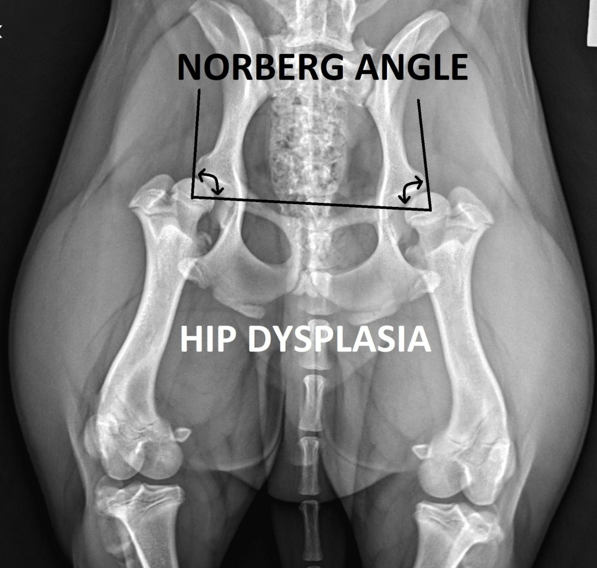 my vet animal hospital norberg dysplasia