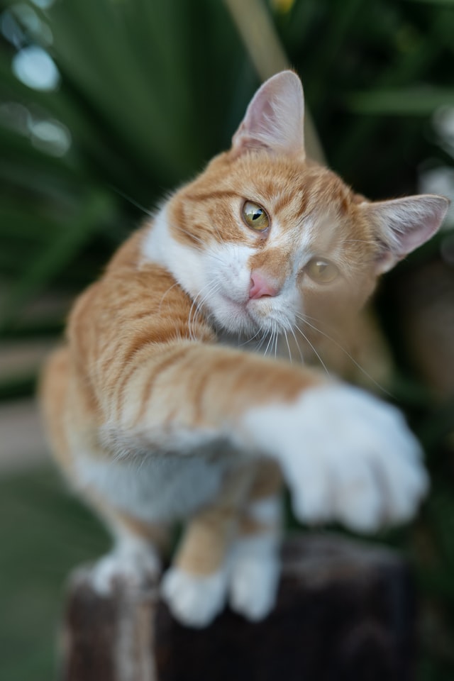 brent-ninaber-ECEcCKIG8aw-unsplash
