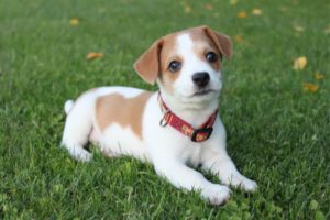 puppy laying on grass