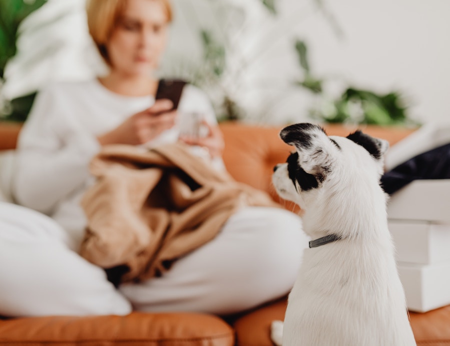 Pet Dental Surgeries In Waterloo, NSW My Vet Animal Hospital