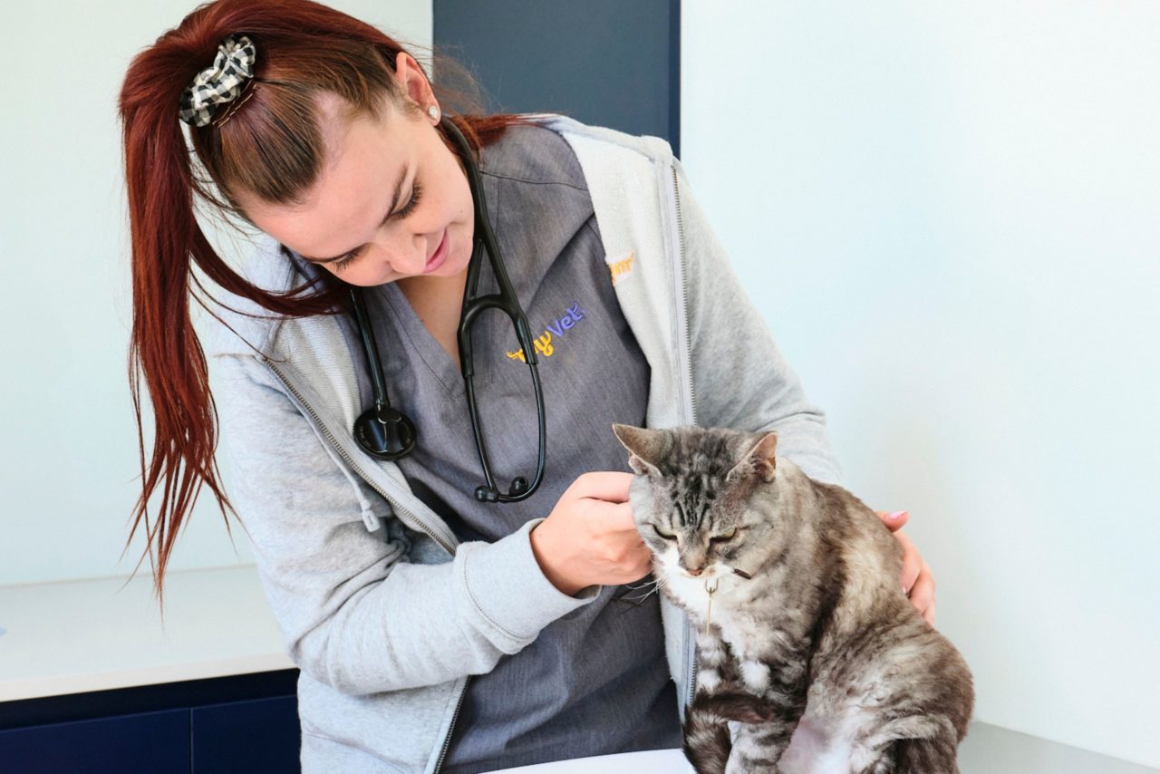 Areas We Serve My Vet Animal Hospital