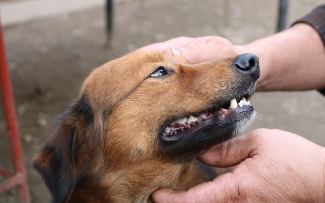 Retained Deciduous (Baby) Teeth in Dogs