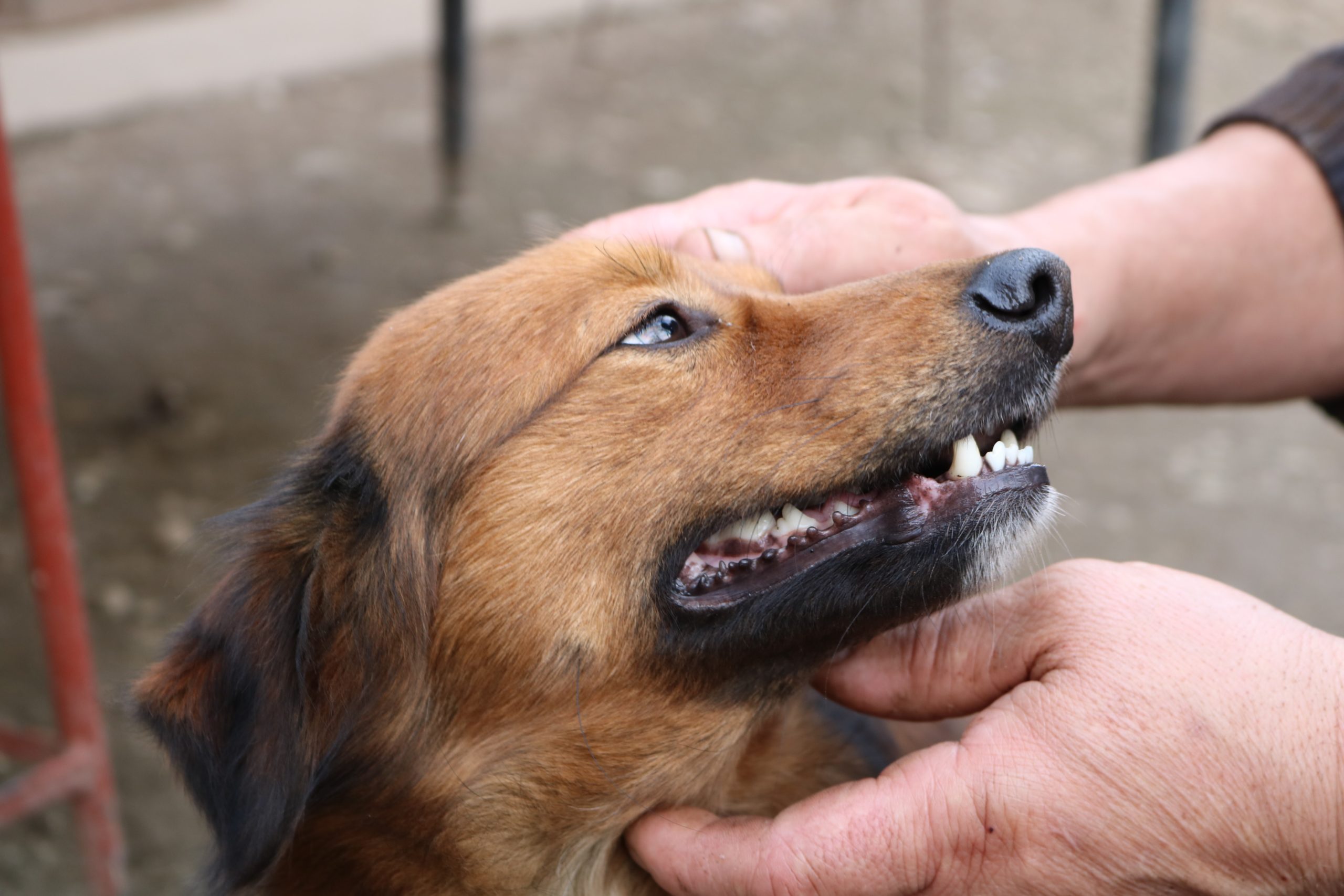 what happens to a dogs baby teeth