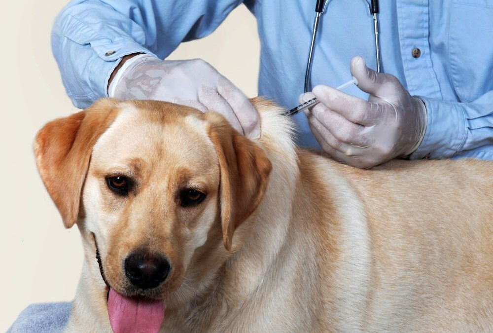 Vaccination Titre Testing in Pets