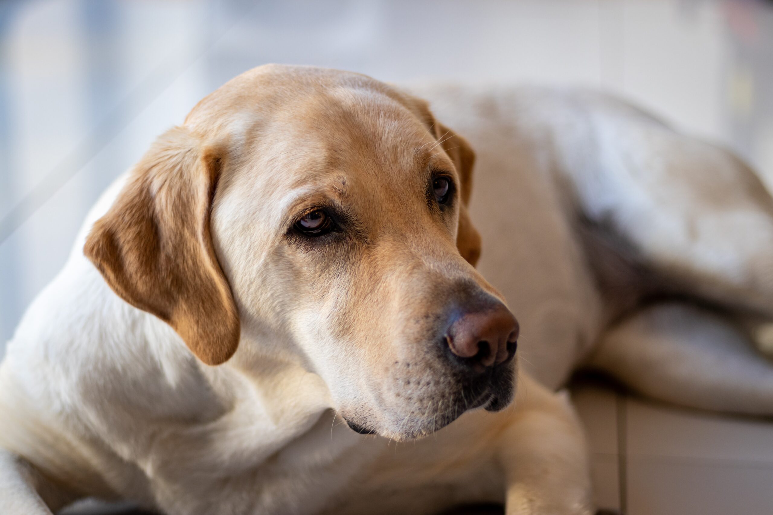 Labrador store having seizures