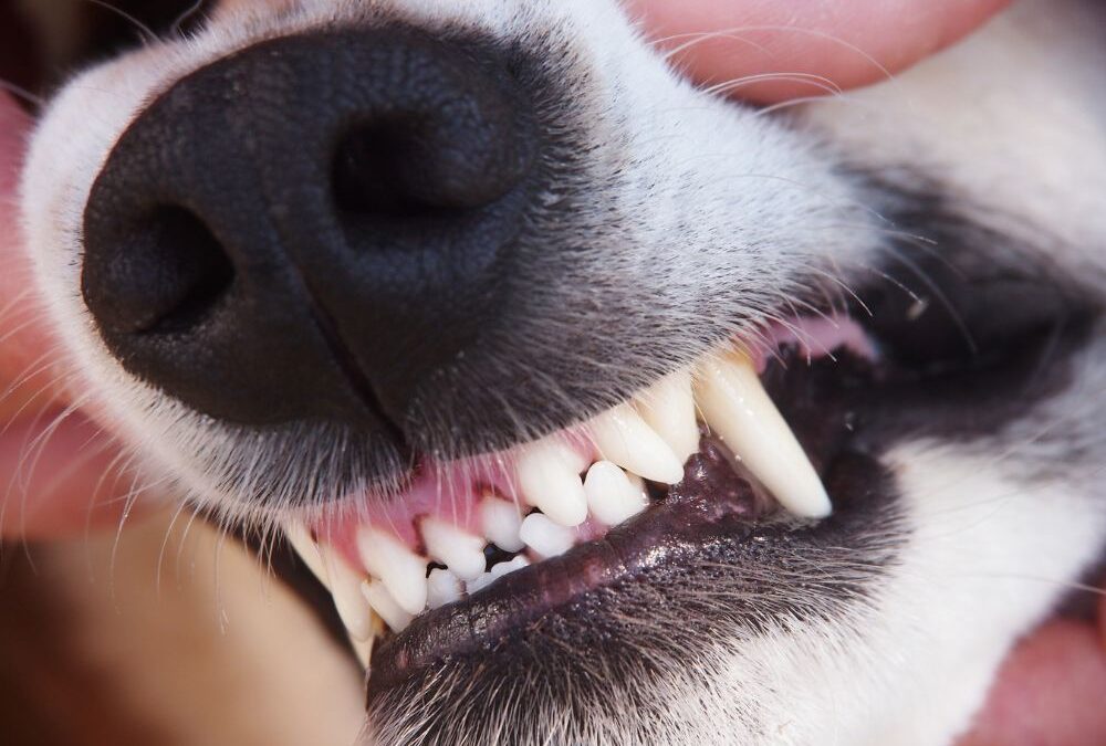 Base Narrow Canines Malocclusion in Dogs