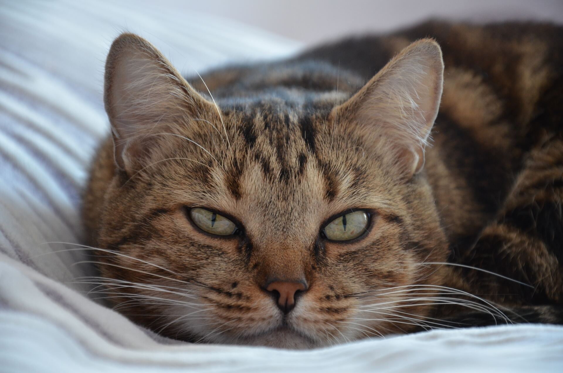Common eye conditions in cats my vet animal hospital