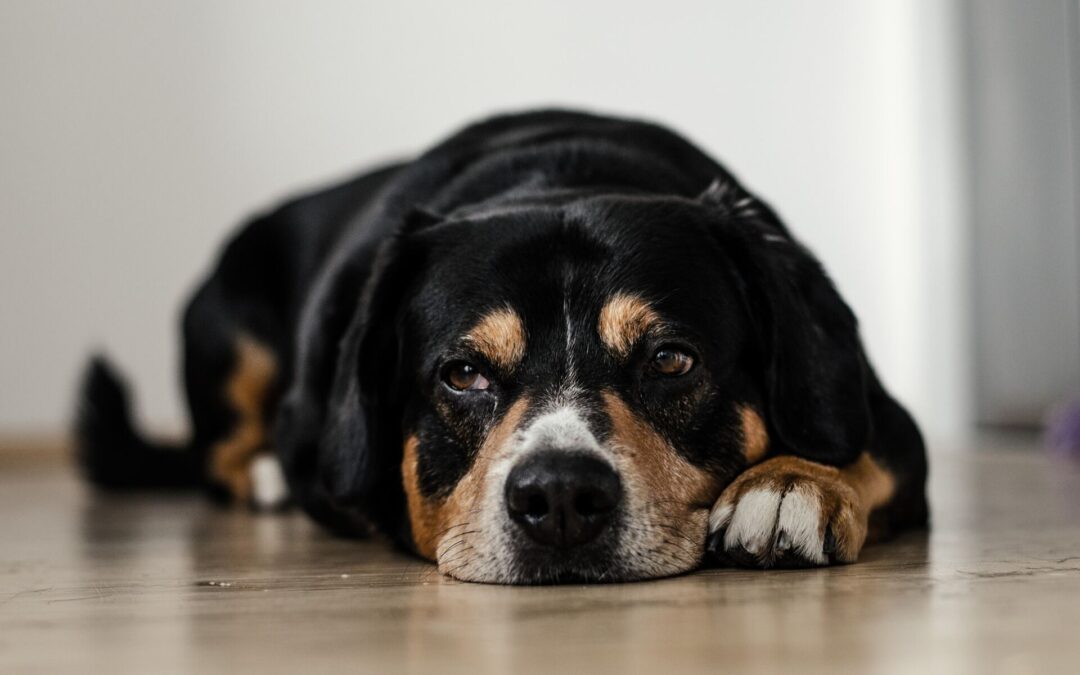 My dog has separation anxiety – what can I do?