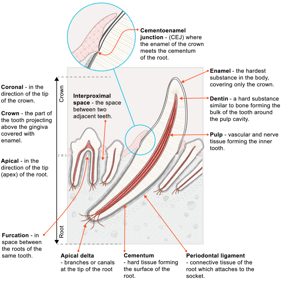 Feline Oral Resorptive Lesions in Cats – My Vet Animal Hospital